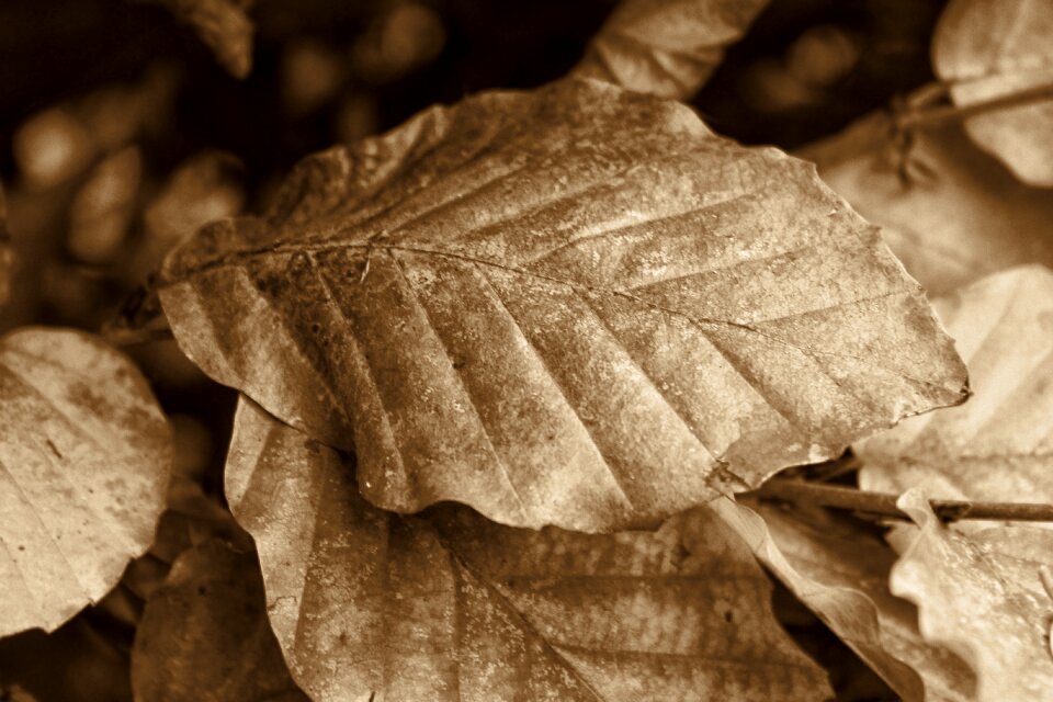 Leaves retro black and white