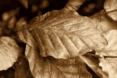 Leaves retro black and white