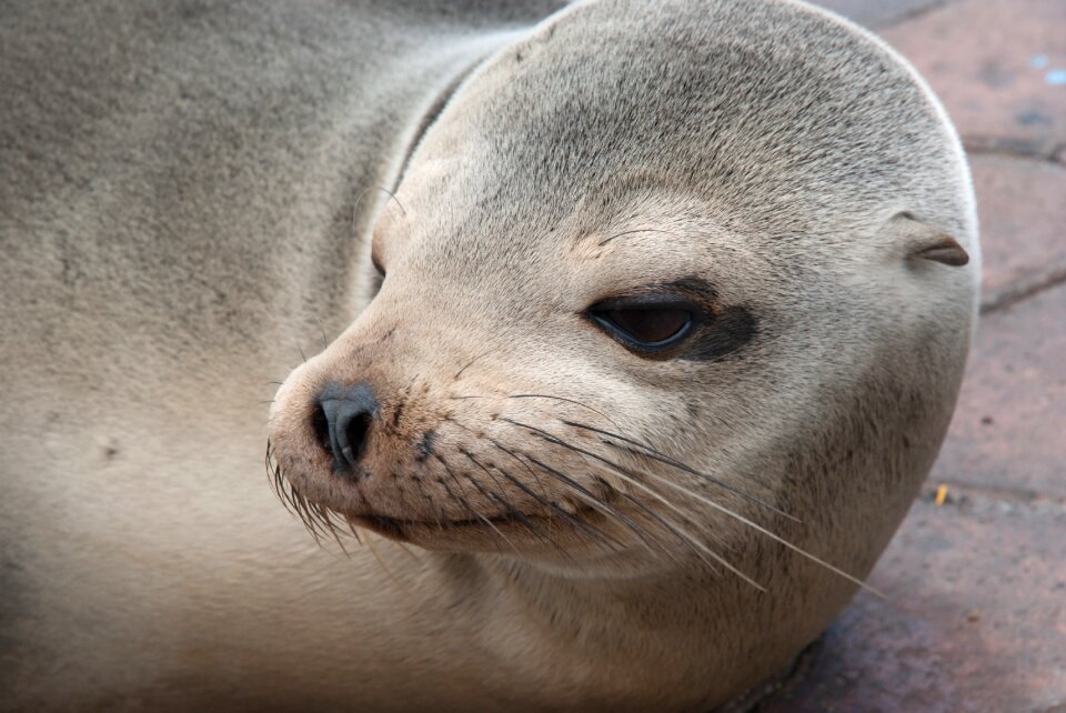 Sea ​​lion head south america