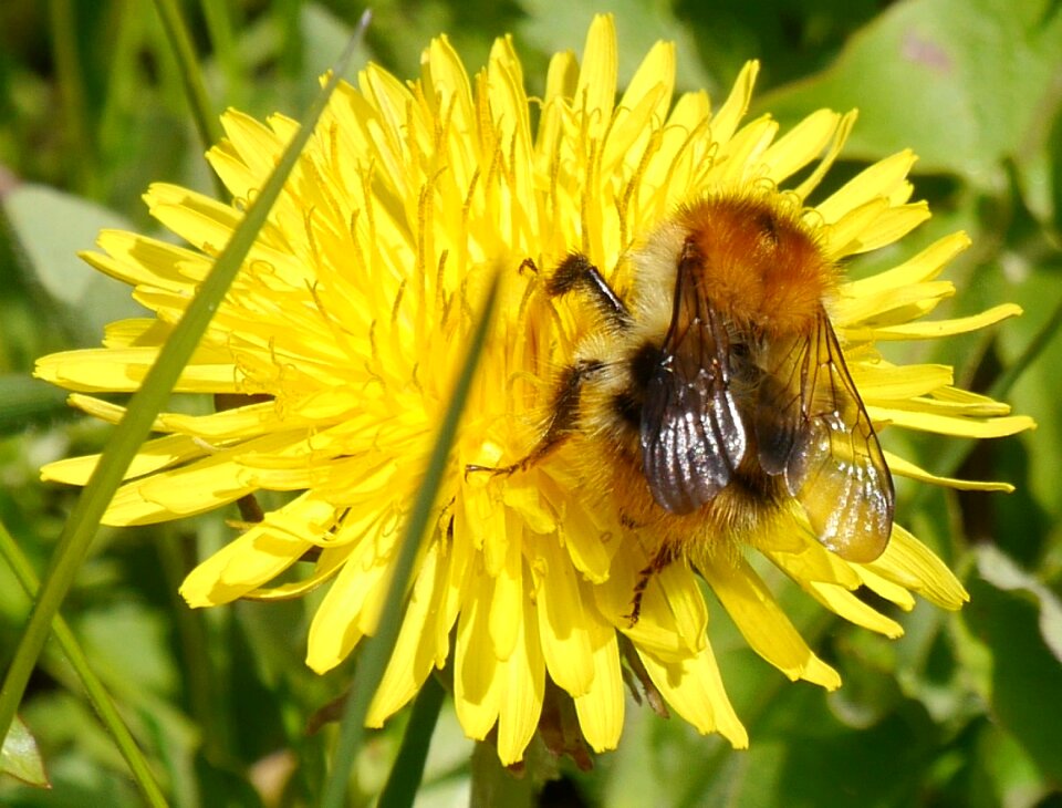 Dandelion spring yellow