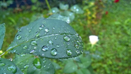 Rain drops on leaf leaves garden