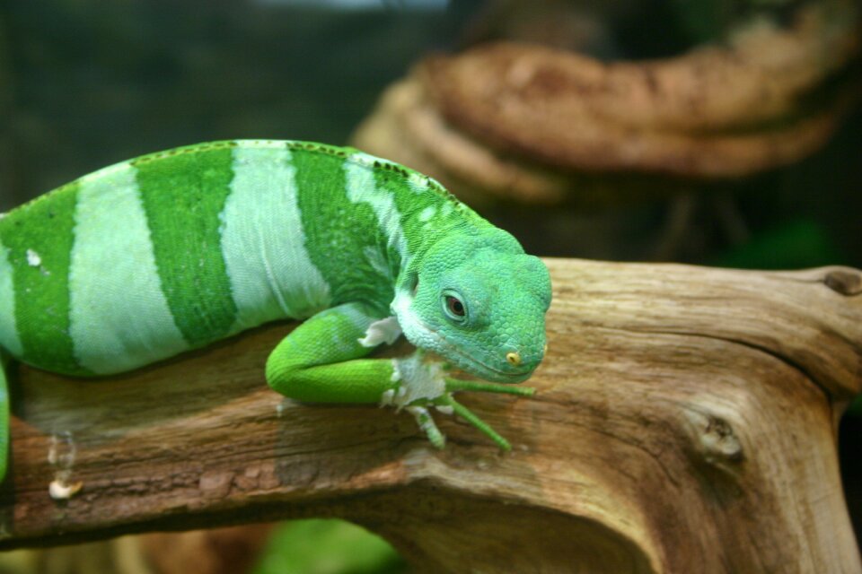 Striped stripes green