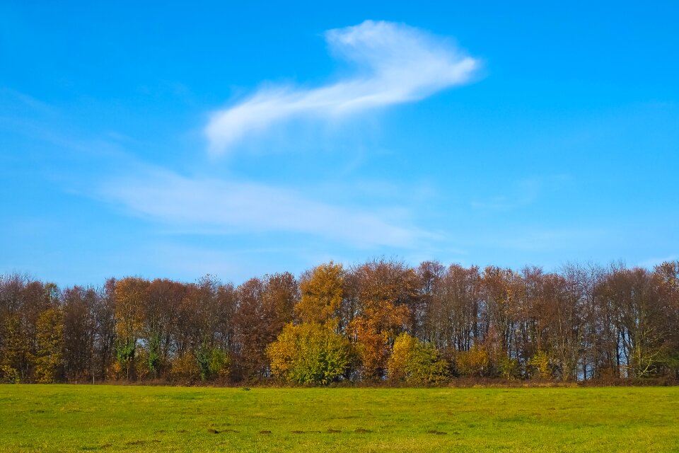 Landscape forest farbenspiel