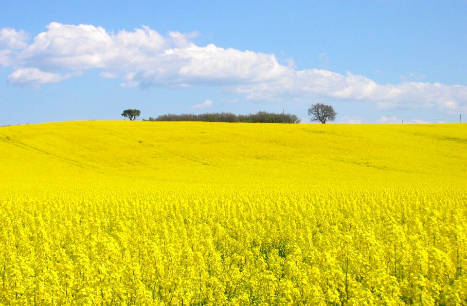 Field rapeseed yellow