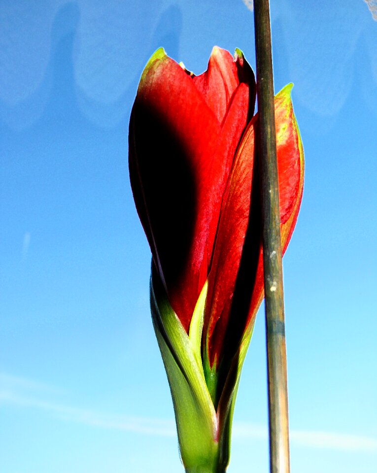 Amaryllis bloom leaves flowers