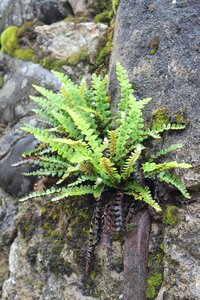 Plant growth in stone plant in rock
