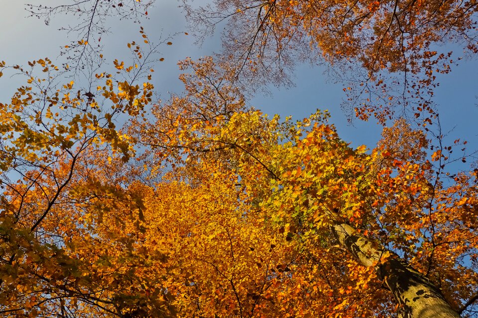 Landscape forest farbenspiel