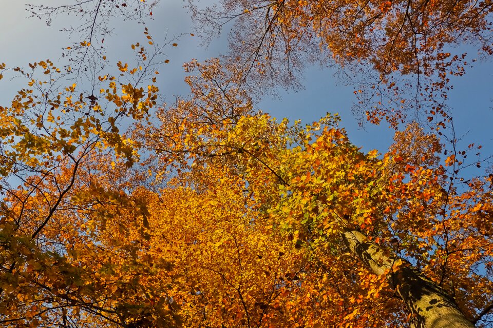 Landscape forest farbenspiel photo