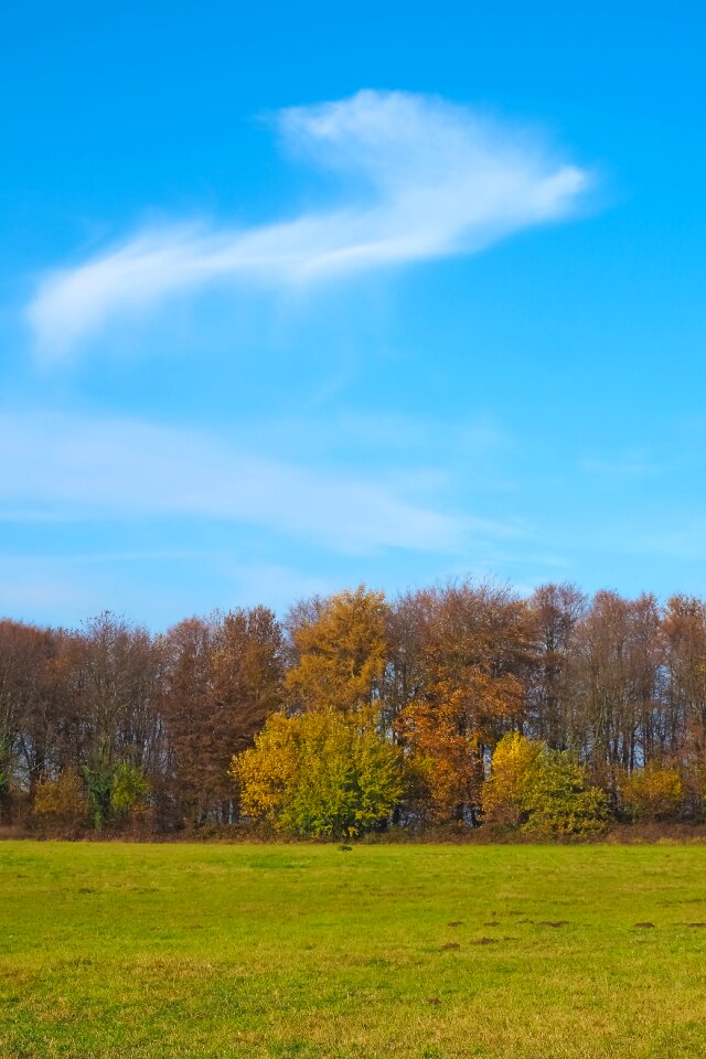 Landscape forest farbenspiel