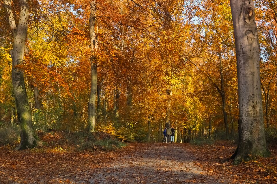 Landscape forest farbenspiel