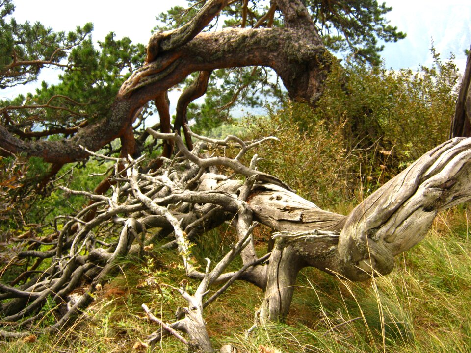 Tree roots pine