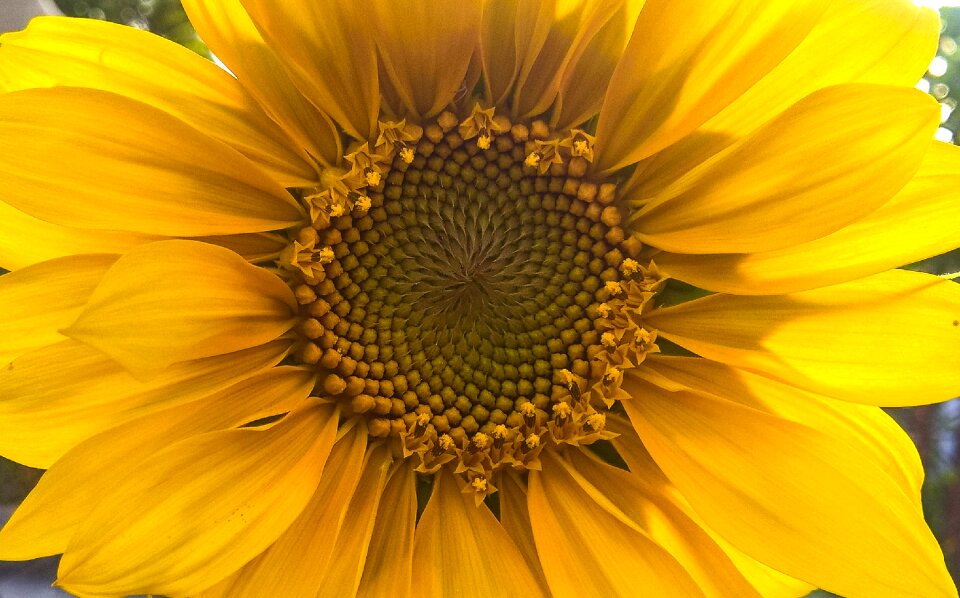Nature blossom golden