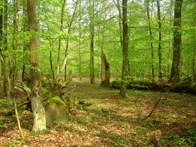 Moss old tree dry photo