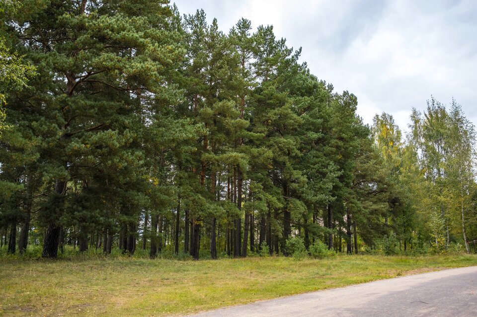 Trees pine sosnovyi bor