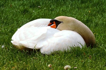 Sleep swan sleeping meadow