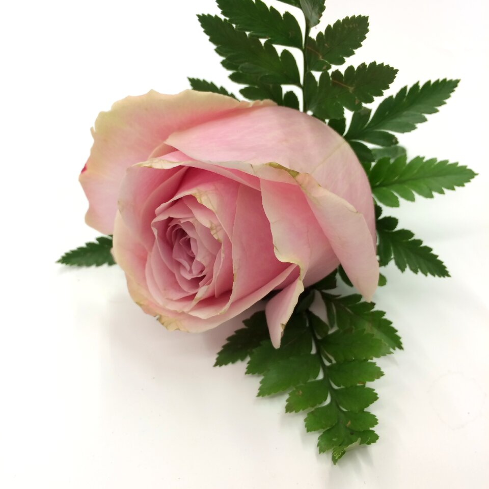 Buttonhole flower romantic