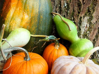 Autumn harvest fall