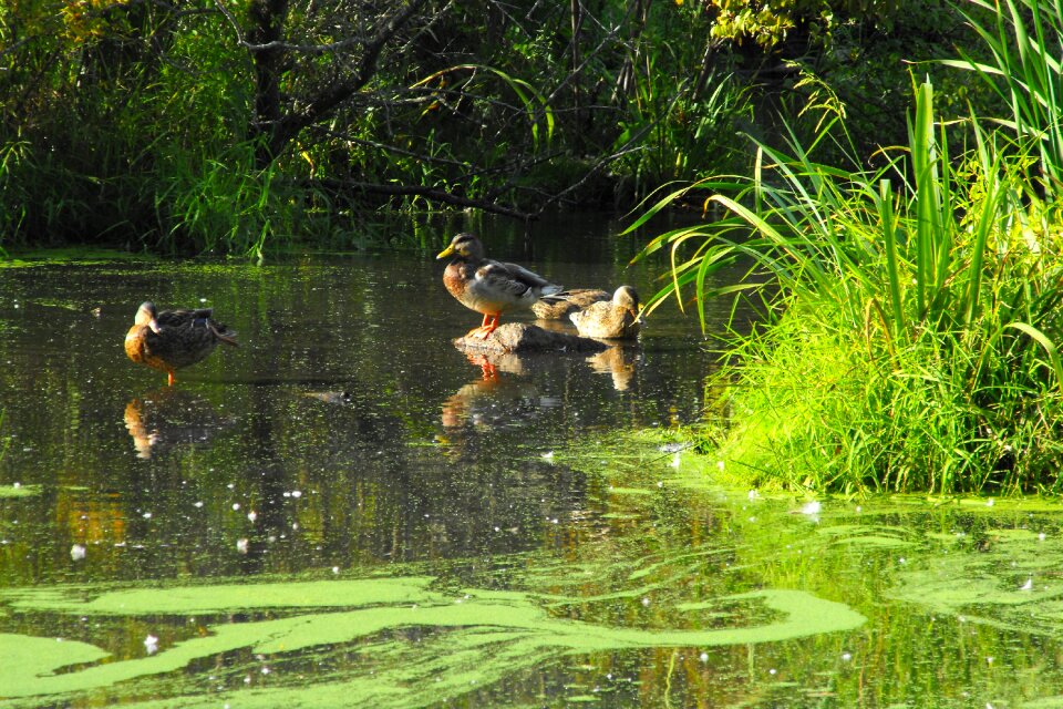 Birds wildlife animals