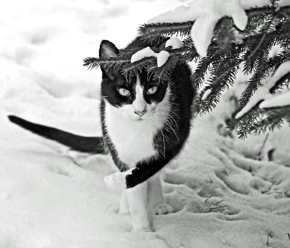 Cold season nature