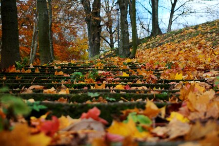 Stairs forest moss photo