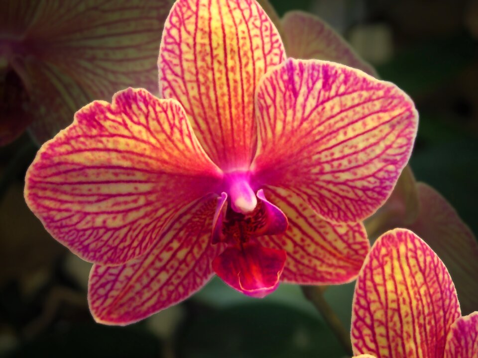 Orchidea decorative beauty
