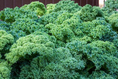 A vegetable healthy garden