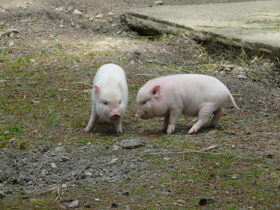 Agriculture cute piglet