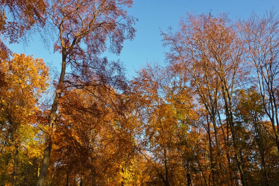 Landscape forest farbenspiel