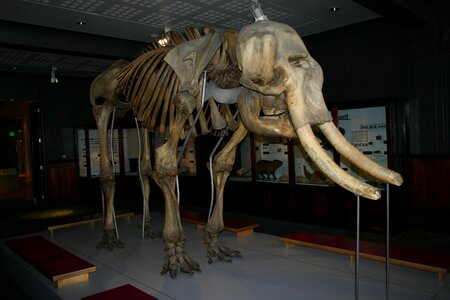 Prehistoric tusk elephant
