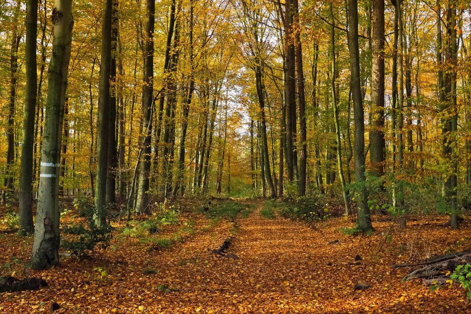 Landscape forest farbenspiel