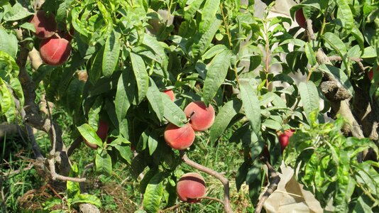 Tree nature plantation
