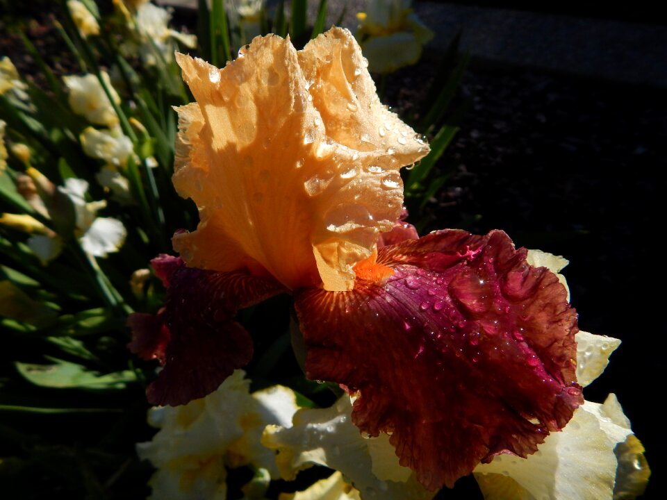 Plant bloom floral
