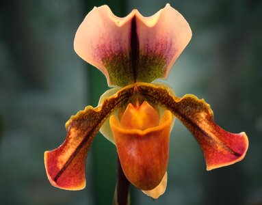 Orchidea decorative beauty photo