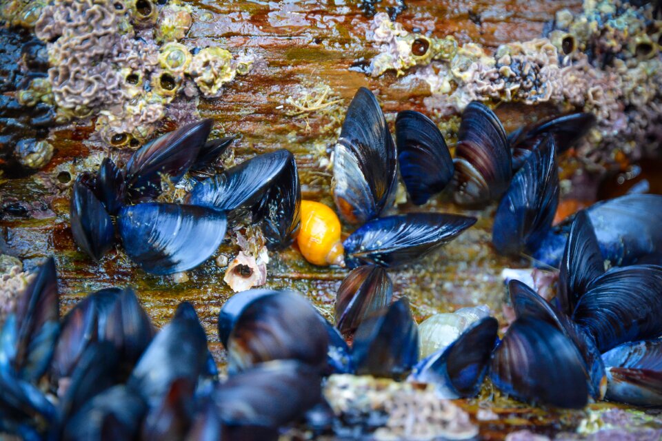 Rock yellow seafood