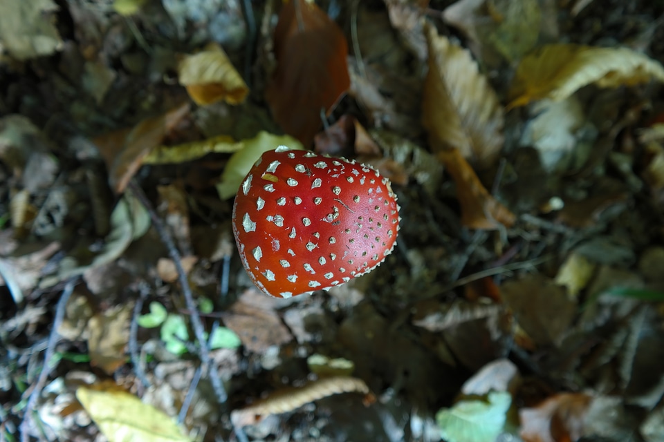 Red spotted amanita muscaria