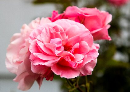 Flower flora pink photo
