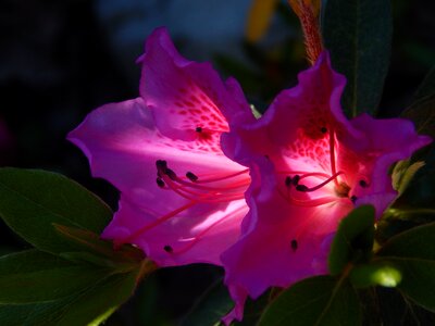 Nature purple pink