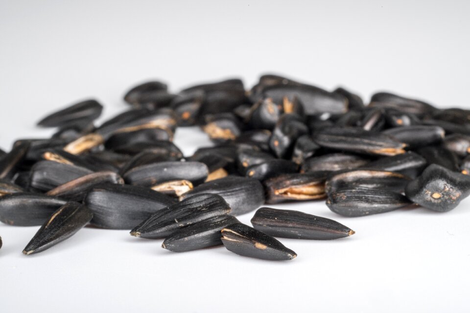 Sunflower black placer