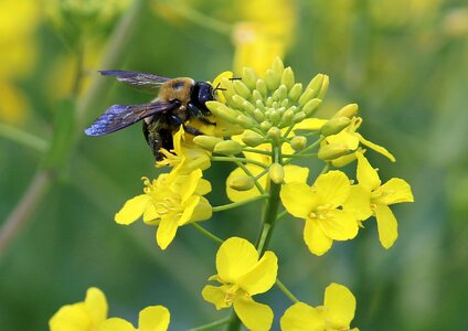 Field nature yellow photo