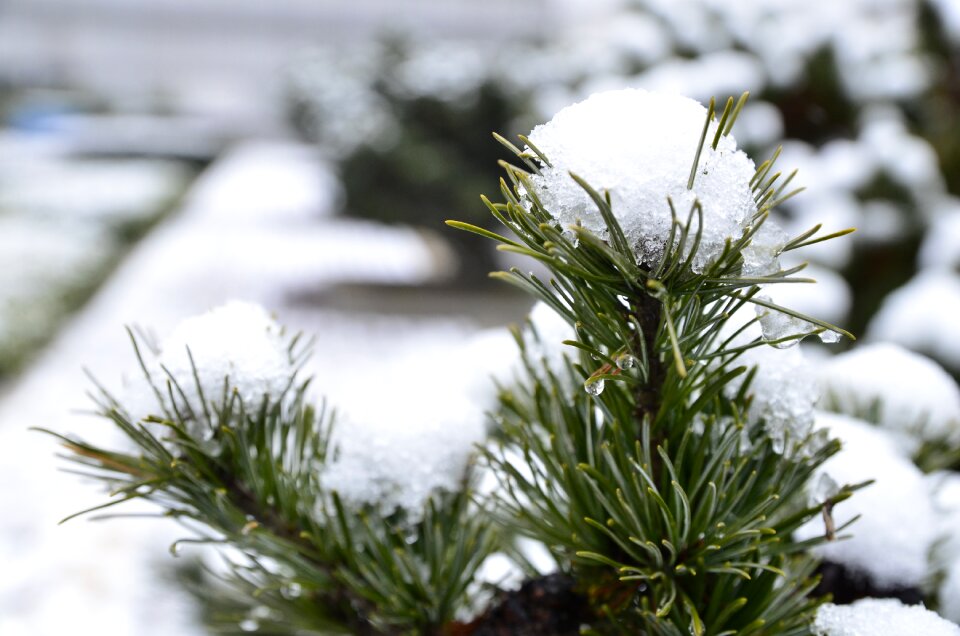 Plant section evergreen