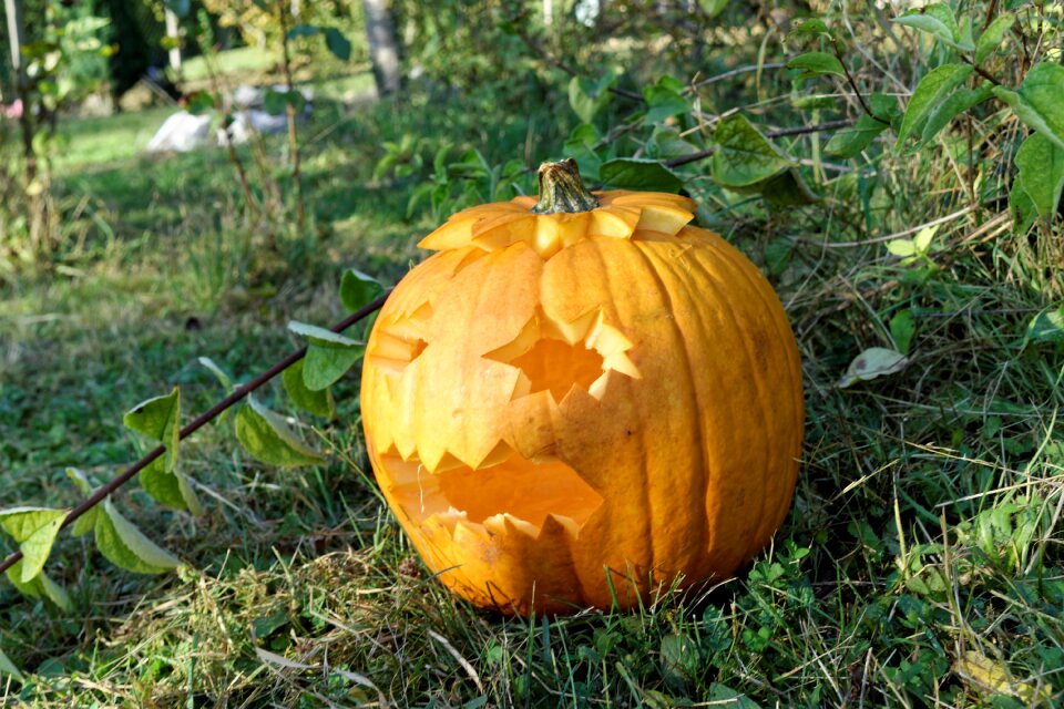 Pumpkin halloween nature