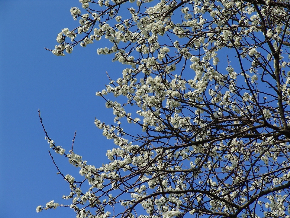 Flowers blossom branches blossom