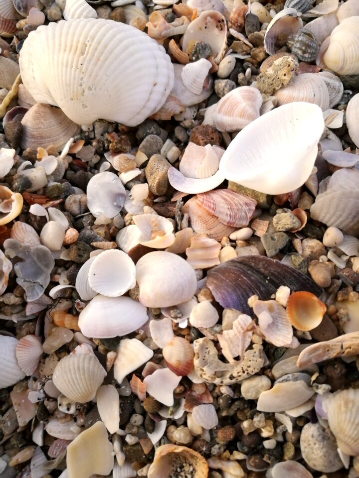 Beach sea shells