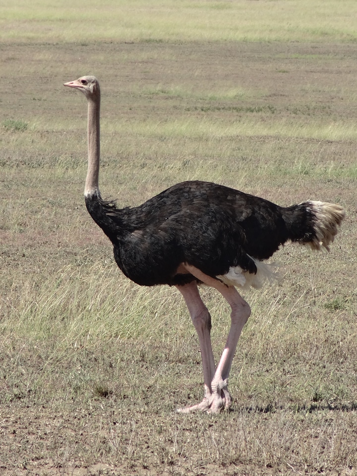 Male savannah feathers