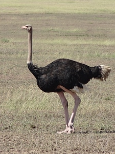 Male savannah feathers