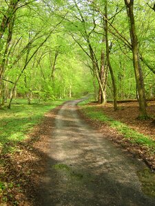 Forest green moss