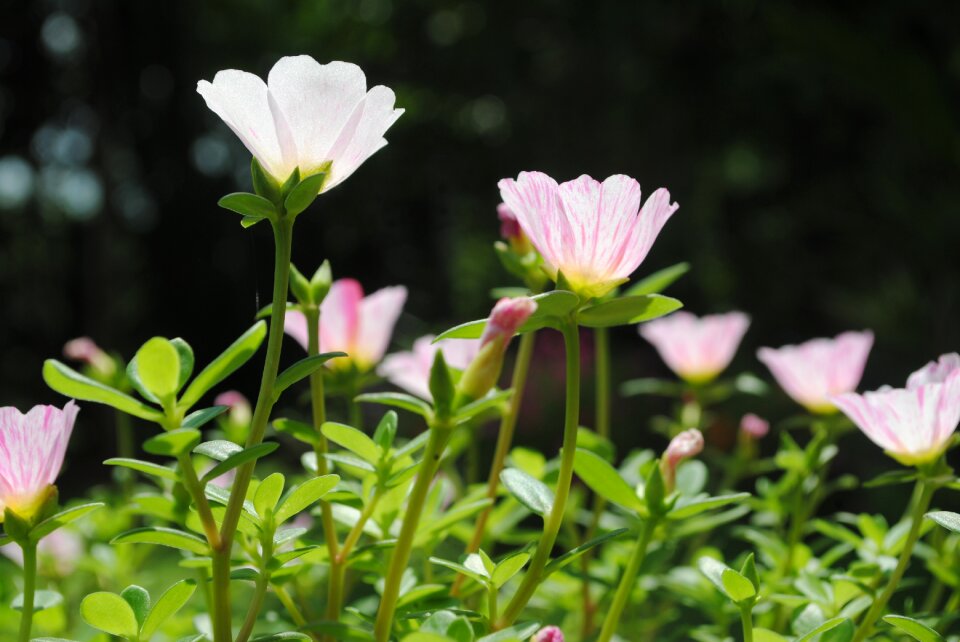 Nature bloom blossom