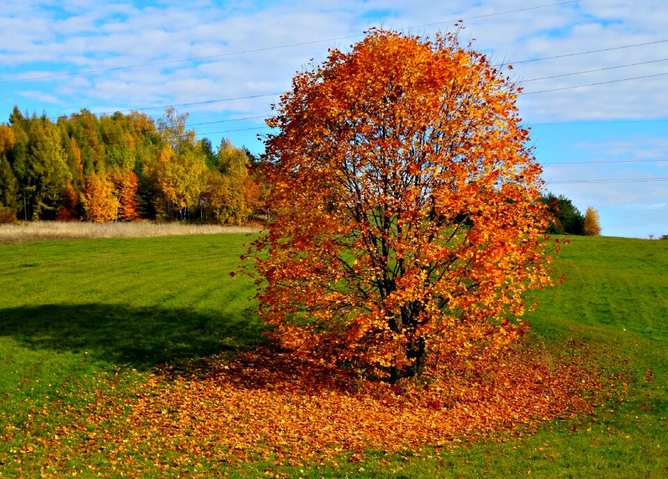 Foliage landscape poland