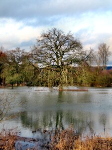 Water tree kahl