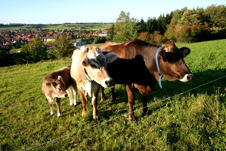 Village cattle dairy cattle